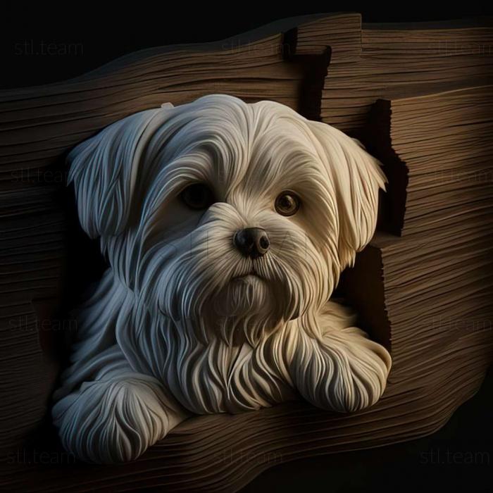 3D model Maltese Lapdog dog (STL)